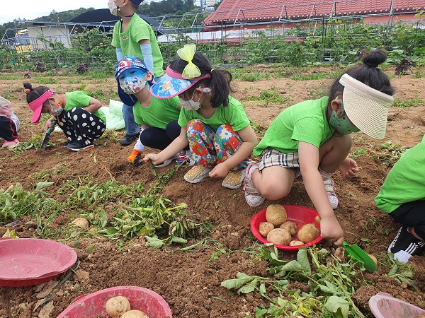 열심히 농작물을 캐고 있는 아이들.